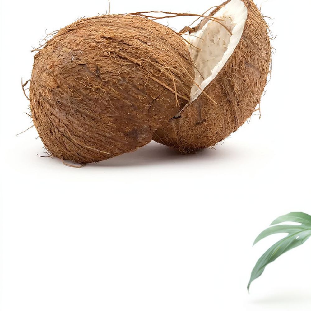 고급 건조 코코넛 코이어 블록, 화분 재배용, 채소 모 - Substrate Coconut Fiber 리뷰 및 가격
